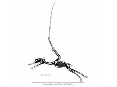 Germanodactylus / © Michael Hanson Germanodactylus / © Michael Hanson. Verwendet mit freundlicher Genehmigung des Autors.