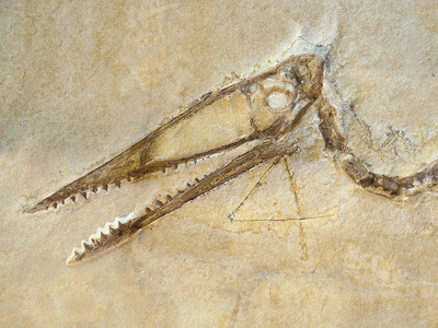 Fossil des Germanodactylus / © Juergen Harf. Verwendet mit freundlicher Genehmigung des Autors Fossil des Germanodactylus / © Juergen Harf. Verwendet mit freundlicher Genehmigung des Autors