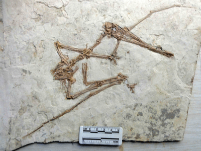 Fossil des Gladocephaloideus
/ © Lü et al. Creative Commons 4.0 International (CC BY 4.0) Fossil des Gladocephaloideus
/ © Lü et al. Creative Commons 4.0 International (CC BY 4.0)
