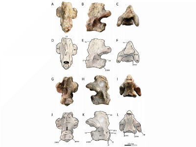 Holotyp / © Pêgas et al. Holotyp / © Pêgas et al.