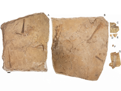 Fossil / © Pentland et al. Fossil / © Pentland et al.