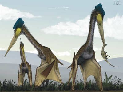 Hatzegopteryx
/ © Mark Witton Hatzegopteryx
/ © Mark Witton