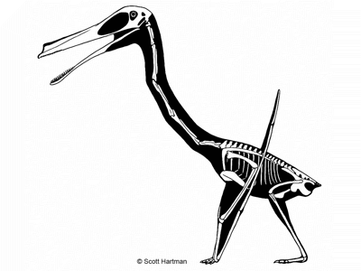 Huanhepterus
/ © Scott Hartman. Verwendet mit freundlicher Genehmigung des Autors Huanhepterus
/ © Scott Hartman. Verwendet mit freundlicher Genehmigung des Autors
