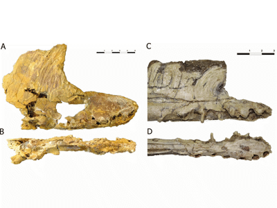 Holotyp des Iberodactylus / © Holgado et al. Creative Commons 4.0 International (CC BY 4.0) Holotyp des Iberodactylus / © Holgado et al. Creative Commons 4.0 International (CC BY 4.0)