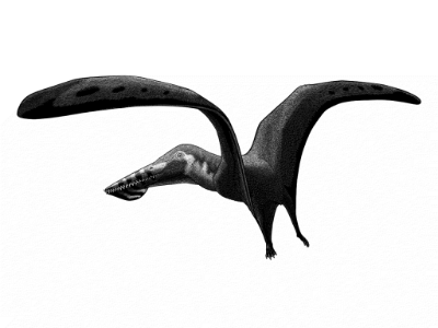 Ikrandraco / © Nix Illustration