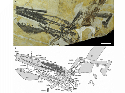 Fossil des Ikrandraco
/ © Wang et al. Creative Commons NonCommercial-NoDerivatives 4.0 International (CC BY-NC-ND 4.0) Fossil des Ikrandraco
/ © Wang et al. Creative Commons NonCommercial-NoDerivatives 4.0 International (CC BY-NC-ND 4.0)