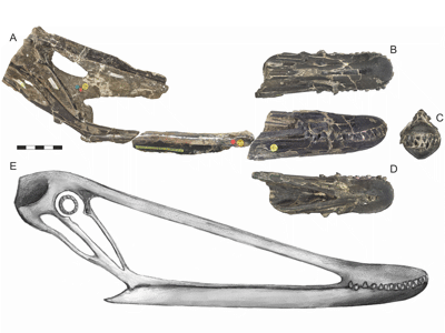 Schädel des Istiodactylus / PLoS ONE. Creative Commons 4.0 International (CC BY 4.0) Schädel des Istiodactylus / PLoS ONE. Creative Commons 4.0 International (CC BY 4.0)