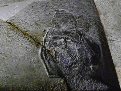 Fossil des Jeholopterus
/ Kumiko.Creative Commons ShareAlike 2.0 Generic (CC BY-SA 2.0) Fossil des Jeholopterus
/ Kumiko.Creative Commons ShareAlike 2.0 Generic (CC BY-SA 2.0)