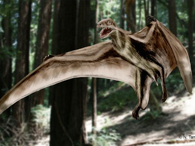 Jeholopterus
/ © N. Tamura. Verwendet mit freundlicher Genehmigung des Autors Jeholopterus
/ © N. Tamura. Verwendet mit freundlicher Genehmigung des Autors