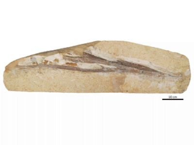 Holotyp des Lacusovagus / © Pinheiro et al.