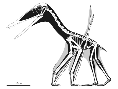 Skelttrekonstruktion des Laueropterus / © David W. E. Hone​