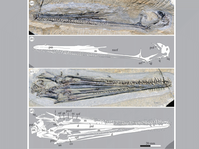 Holotyp / © Zhou et al. Holotyp / © Zhou et al.