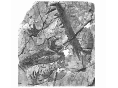 Holotyp / © Wang et al.