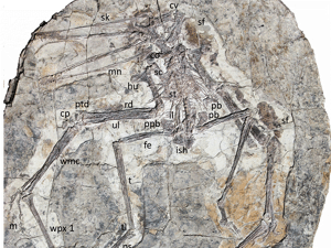 Fossil © Hone et al. Creative Commons 4.0 International (CC BY 4.0) Fossil © Hone et al. Creative Commons 4.0 International (CC BY 4.0)