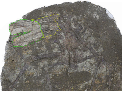 Holotyp (gelb umrandet) / © Hone et al. Creative Commons 4.0 International (CC BY 4.0) Holotyp (gelb umrandet) / © Hone et al. Creative Commons 4.0 International (CC BY 4.0)