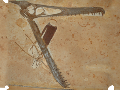 Ludodactylus / © Frey et al. Ludodactylus / © Frey et al.
