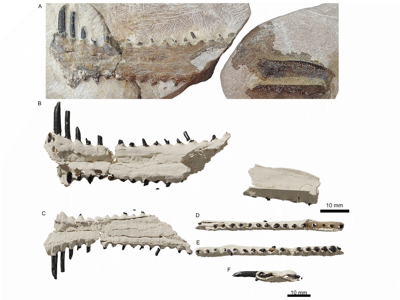 Oberkiefer / © Fernandes et al. Oberkiefer / © Fernandes et al.