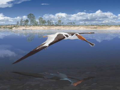 Lusognathus / © Jason Brougham Lusognathus / © Jason Brougham