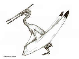 Moganopterus / © Robinson Kunz. Verwendet mit freundlicher Genehmigung des Autors. Moganopterus / © Robinson Kunz. Verwendet mit freundlicher Genehmigung des Autors.