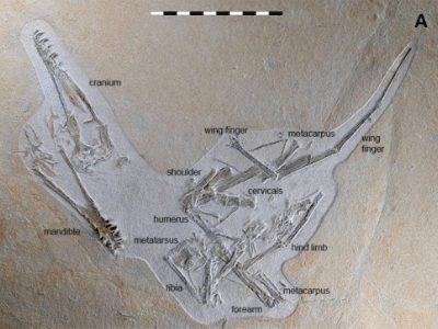 Holotyp / © Hone et al. Holotyp / © Hone et al.