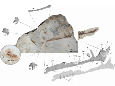 Holotyp / © Fernandes et al. Holotyp / © Fernandes et al.