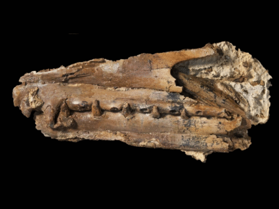 Holotyp / © Pentland et al.