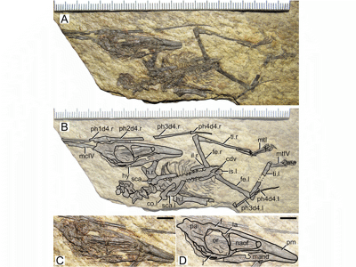 Holotyp / © Pêgas et al.