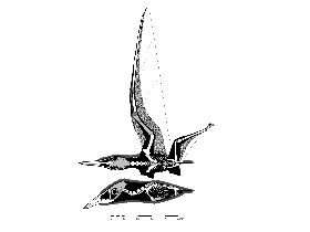 Nemicolopterus / John Conway. Creative Commons NonCommercial-NoDerivs 3.0 Unported (CC BY-NC-ND 3.0)