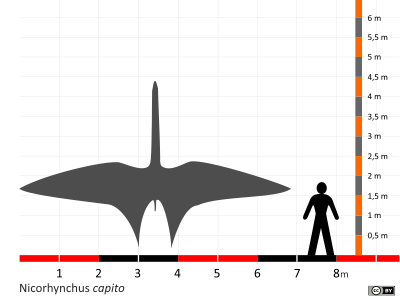 Größenvergleich / Dinodata.de. Creative Commons 4.0 International (CC BY 4.0) Größenvergleich / Dinodata.de. Creative Commons 4.0 International (CC BY 4.0)