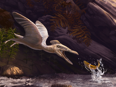 Ningchengopterus / © Emily Willoughby