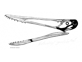 Nurhachius
 / © Michael Hanson. Verwendet mit freundlicher Genehmigung des Autors