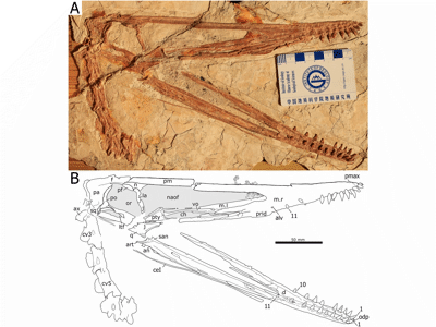 Holotyp / © Zhou et al.