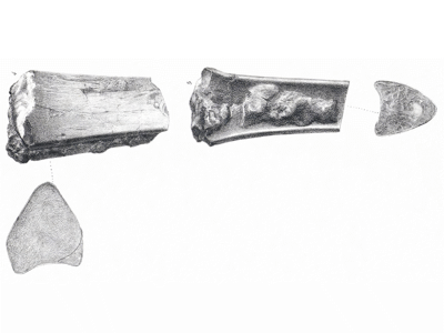 Holotyp des Ornithostoma / Bild ist gemeinfrei 