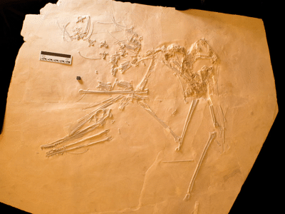 Fossil / © Hone et al. Creative Commons NonCommercial-ShareAlike 4.0 International (CC BY-NC-SA 4.0) Fossil / © Hone et al. Creative Commons NonCommercial-ShareAlike 4.0 International (CC BY-NC-SA 4.0)
