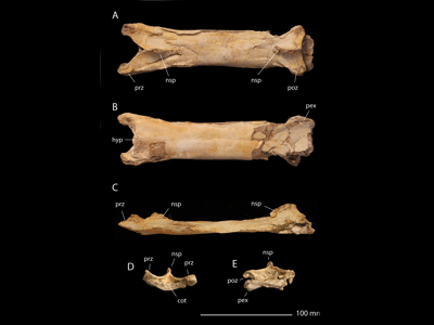 Halswirbel des Phosphatodraco / © Longrich et al.