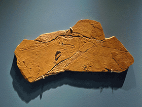 Fossil des Preondactylus
/ Kurt Andreas. Creative Commons NonCommercial-ShareAlike 2.0 Generic (CC BY-NC-SA 2.0) Fossil des Preondactylus
/ Kurt Andreas. Creative Commons NonCommercial-ShareAlike 2.0 Generic (CC BY-NC-SA 2.0)
