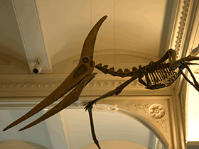 Pteranodon
© Ryan Somma. Creative Commons ShareAlike 2.0 Generic (CC BY-SA 2.0) Pteranodon
© Ryan Somma. Creative Commons ShareAlike 2.0 Generic (CC BY-SA 2.0)