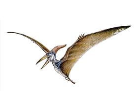 Pteranodon /
© Bruno Hernandez. Verwendet mit freundlicher Genehmigung des Autors Pteranodon /
© Bruno Hernandez. Verwendet mit freundlicher Genehmigung des Autors