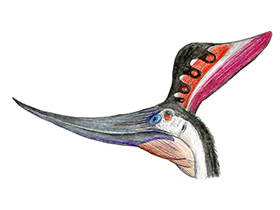 Pteranodon / © Martin F. Chavez Pteranodon / © Martin F. Chavez. Verwendet mit freundlicher Genehmigung des Autors.
