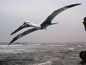 Pterodactylus / © Alain Bénéteau Pterodactylus / © Alain Bénéteau. Verwendet mit freundlicher Genehmigung des Autors.