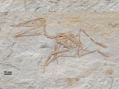 Fossil des Pterodactylus / © Augustin et al.