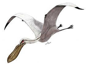 Pterodaustro / © Mineo Shiraishi Pterodaustro / © Mineo Shiraishi. Verwendet mit freundlicher Genehmigung des Autors.