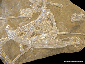 Pterodaustro
/ © Juergen Harf. Verwendet mit freundlicher Genehmigung des Autors Pterodaustro
/ © Juergen Harf. Verwendet mit freundlicher Genehmigung des Autors