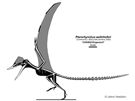 Pterorhynchus
/ Jaime Headden. Creative Commons NonCommercial-NoDerivs 3.0 Unported (CC BY-NC-ND 3.0) Pterorhynchus
© Jaime Headden. Creative Commons NonCommercial-NoDerivs 3.0 Unported (CC BY-NC-ND 3.0)