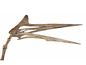 Quetzalcoatlus © etee. Creative Commons ShareAlike 2.0 Generic (CC BY-SA 2.0) Quetzalcoatlus © etee. Creative Commons ShareAlike 2.0 Generic (CC BY-SA 2.0)