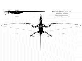 Fossilien-Zeichnung / © Michael Hanson. Verwendet mit freundlicher Genehmigung des Autors Fossilien-Zeichnung / © Michael Hanson. Verwendet mit freundlicher Genehmigung des Autors