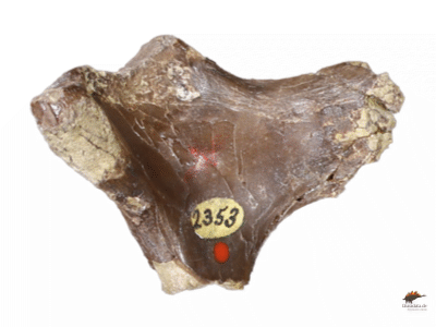 Holotyp des Rexathuria 