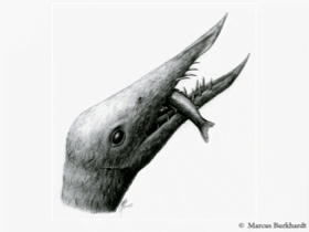 Rhamphorhynchus / © Marcus Burkhardt. Verwendet mit freundlicher Genehmigung des Autors.