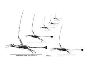 Rhamphorhynchoidea Spezies / © Michael Hanson. Verwendet mit freundlicher Genehmigung des Autors. Rhamphorhynchoidea Spezies / © Michael Hanson. Verwendet mit freundlicher Genehmigung des Autors.