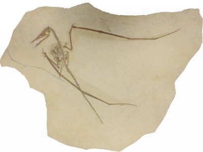Rhamphorhynchus TMP 2008.41.001 /
© Hone et al. Rhamphorhynchus TMP 2008.41.001 /
© Hone et al.